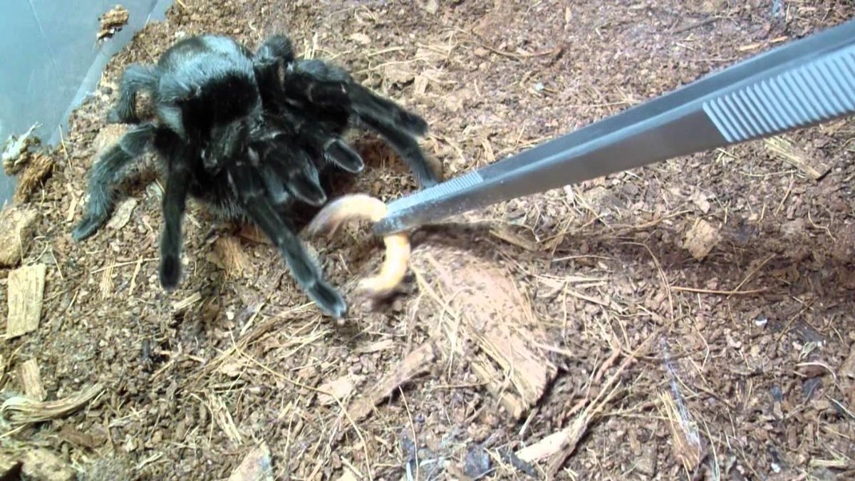Tarantula tweezer feeding