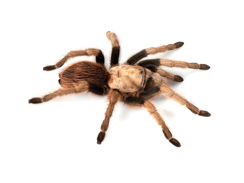 Tarantula mātīte - masīvāka, īsākas kājas, apaļīgs vēders
