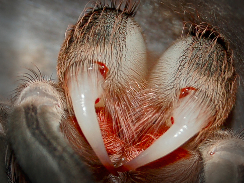 Tarantulam mīksti ilkņi pēc ādas nomešanas