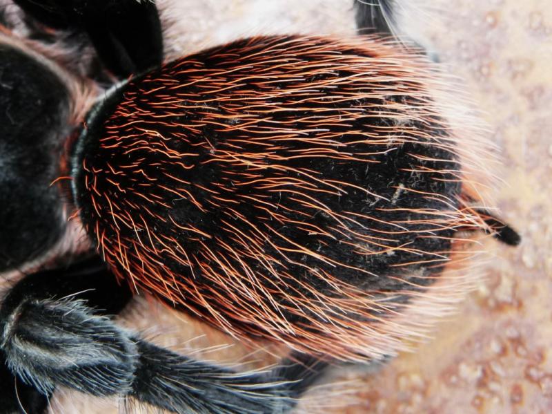 Tarantula Urticating hairs
