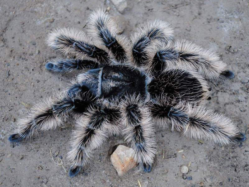 💛 Tiltocatl albopilosum Nicaragua zirneklēns  (1cm)