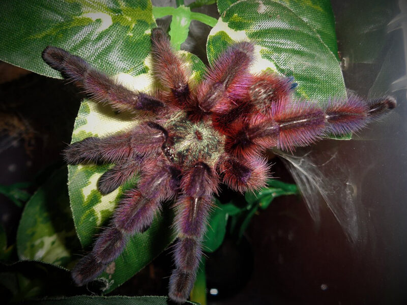 💛 Caribena versicolor spiderlings i5 (2cm)