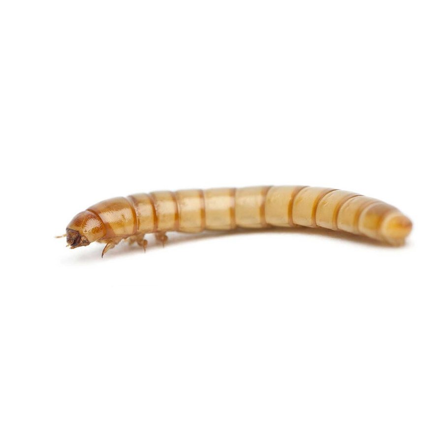 Zoophobus larvae ~ 5cm (Zoophobus morio) 50 PCS