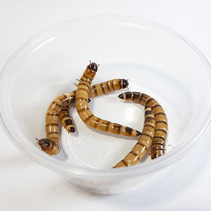 Zoophobus larvae ~ 5cm (Zoophobus morio) 50 PCS