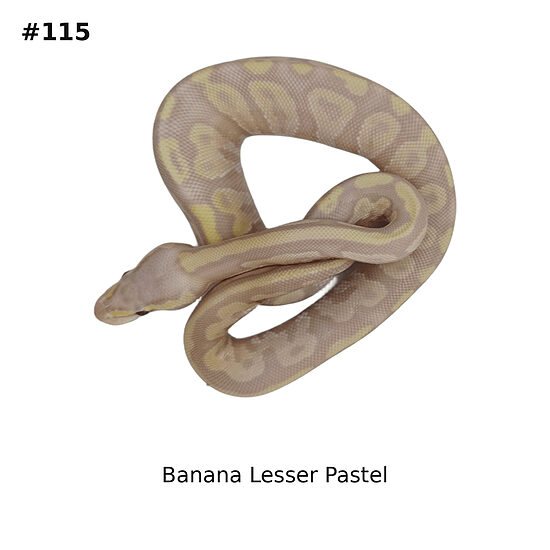 💙 1.0 Banana Lesser Pastel ♂ #115