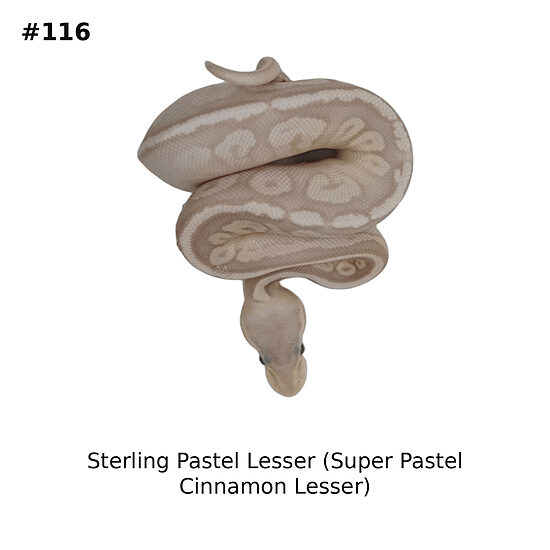 💗 Sterling Pastel Lesser (Super Pastel Cinnamon Lesser) ♀ #116