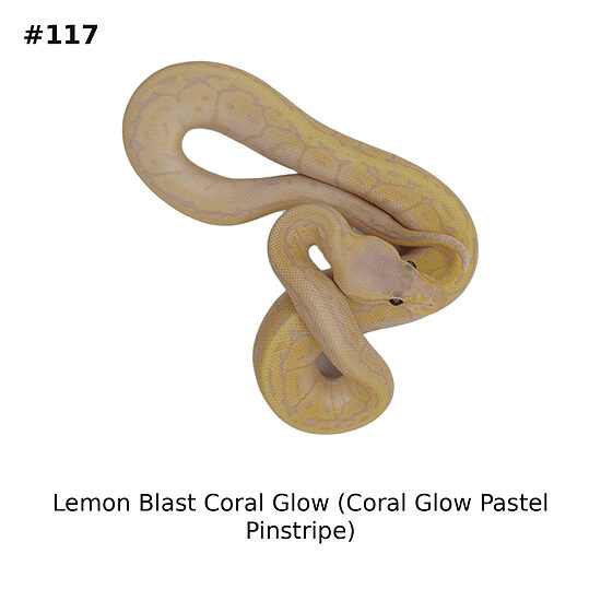 💗 Lemon Blast Coral Glow (Coral Glow Pastel Pinstripe) ♀ #117