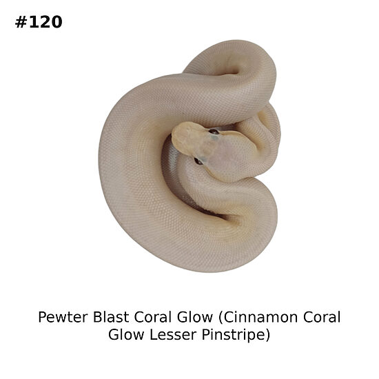 💗 Pewter Blast Coral Glow (Cinnamon Coral Glow Lesser Pinstripe) ♀ #120