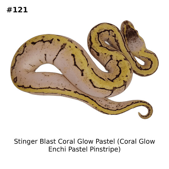 💙 1.0 Stinger Blast Coral Glow Pastel (Coral Glow Enchi Pastel Pinstripe) ♂ #121
