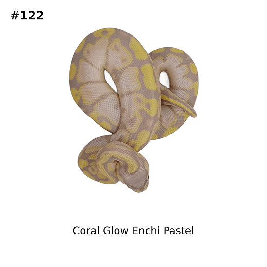💙 1.0 Coral Glow Enchi Pastel ♂ #122