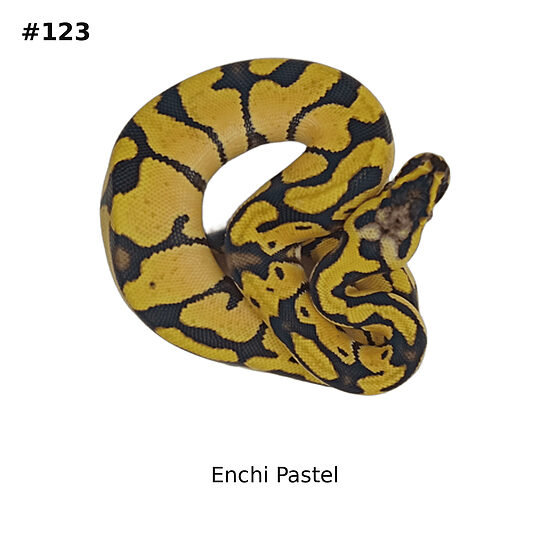 💗 Enchi Pastel ♀ #123