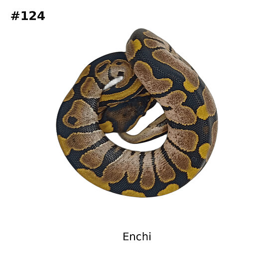 💗 Enchi ♀ #124
