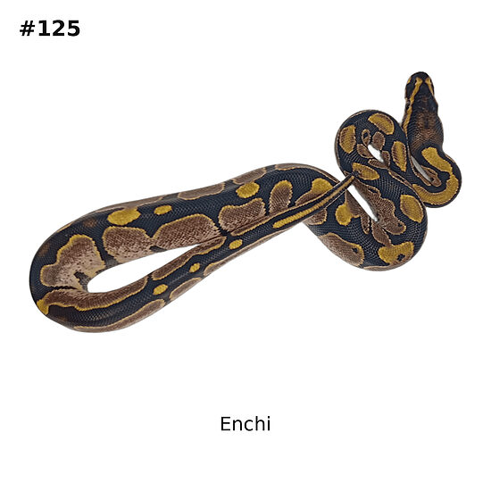 💙 1.0 Enchi ♂ #125