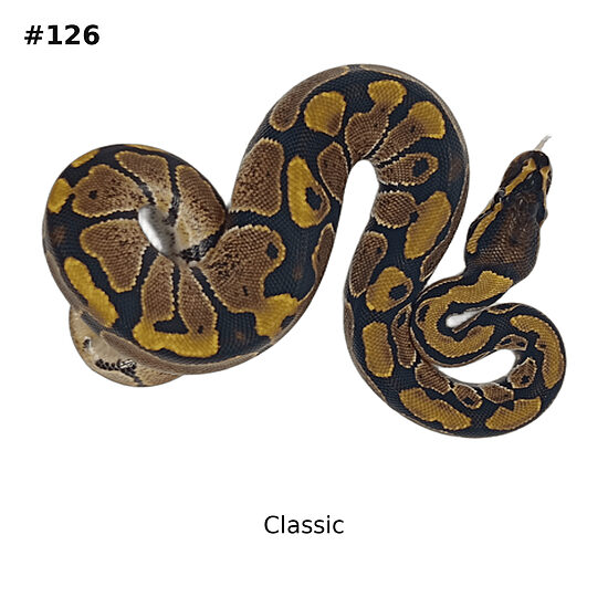 💗 Classic ♀ #126