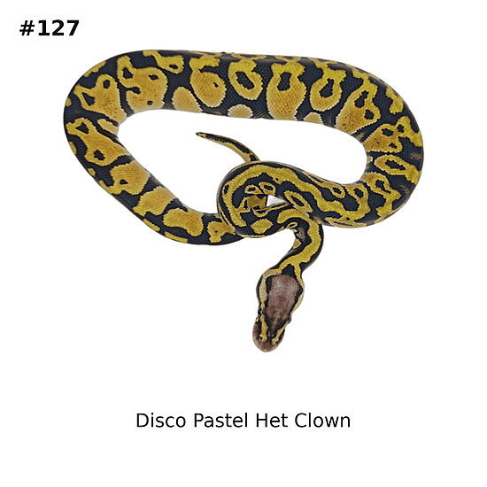 💗 Disco Pastel Het Clown ♀ #127