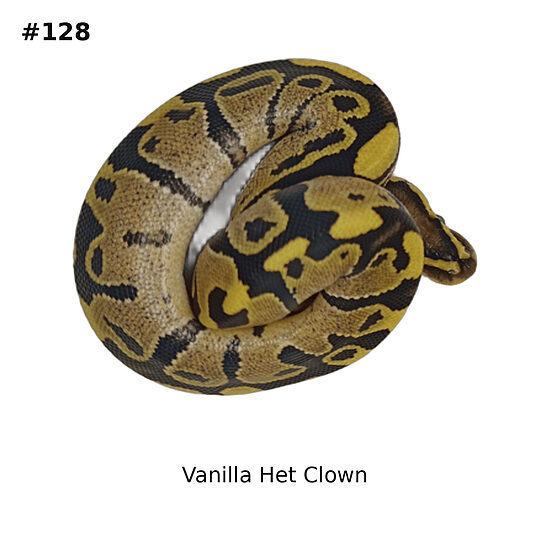 💗 Vanilla Het Clown ♀ #128