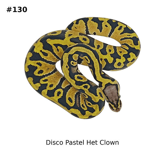 💙 1.0 Disco Pastel Het Clown ♂ #130
