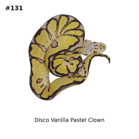 💙 1.0 Disco Vanilla Pastel Clown ♂ #131