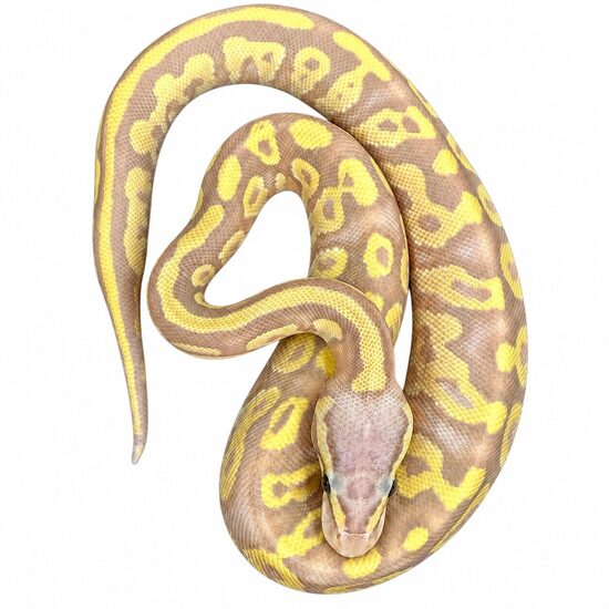 💙 "Strawberry smoothy" (Banana Lesser Mojave Pastel) ♂