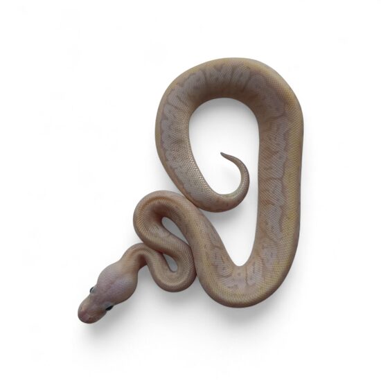 💗0.1 Super Yellow Belly Pinstripe ♀ #109