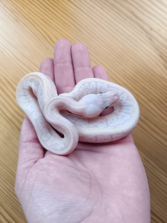 💗0.1 Super Yellow Belly Pinstripe ♀ #109