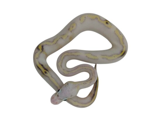 💗 0.1 Super pastel Freeway (Super pastel Yellowbelly Asphalt) ♀ #107