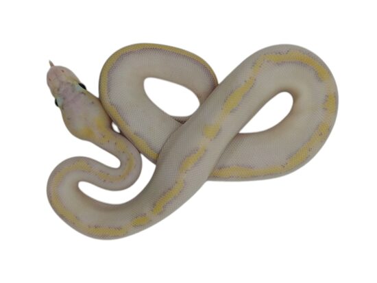 💗 0.1 Super pastel Freeway (Super pastel Yellowbelly Asphalt) ♀ #108