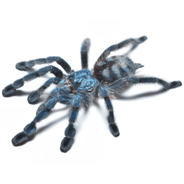 💛 Caribena versicolour zirneklēns i2 (1.5cm)