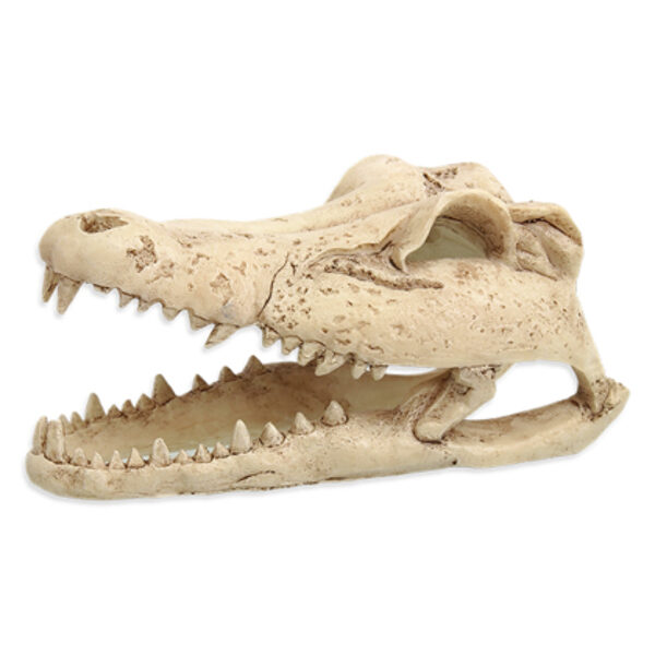 Голова крокодила 13.8 × 6.8 × 6.5 cm