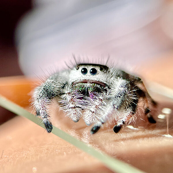 Jumping spider : Phidippus Regius "Apalachicola / North Florida"  (1cm)