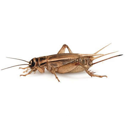 Home crickets 1 cm - 2 cm (Acheta domestica) 100 PCS