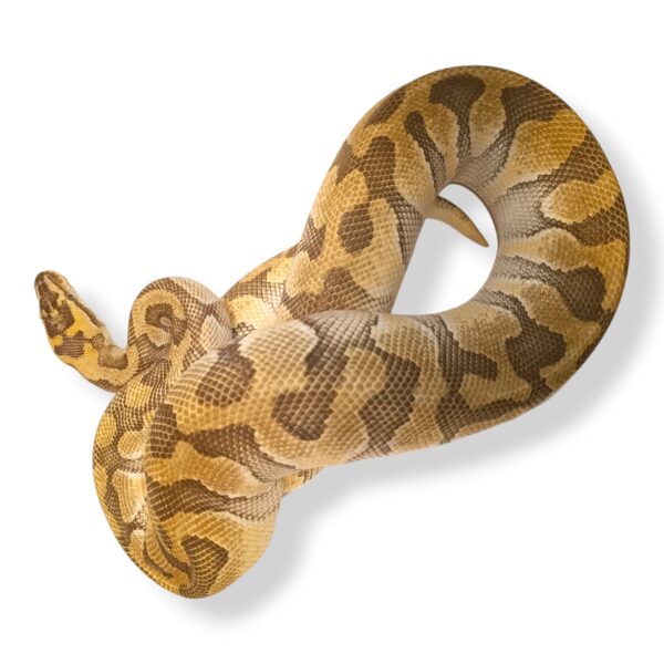 💙 1.0 Lesser Pastel Enchi het Clown Paradox ♂ #57 (1400 grams)