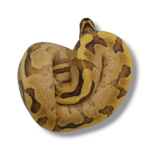 💗 0.1 Vanilla Cream Enchi Het Piebald (Enchi Fire Vanilla Het Piebald) ♀ #74