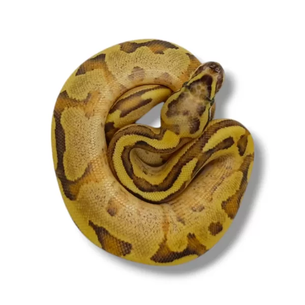 💙 1.0 Vanilla Cream Enchi Het Piebald (Enchi Fire Vanilla Het Piebald) ♂ #75
