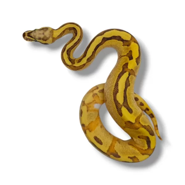 💙 Vanilla Cream Enchi Het Piebald (Enchi Fire Vanilla Het Piebald) ♂ #76