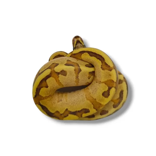 💗 0.1 Vanilla Cream Enchi Het Piebald (Enchi Fire Vanilla Het Piebald) ♀ #78