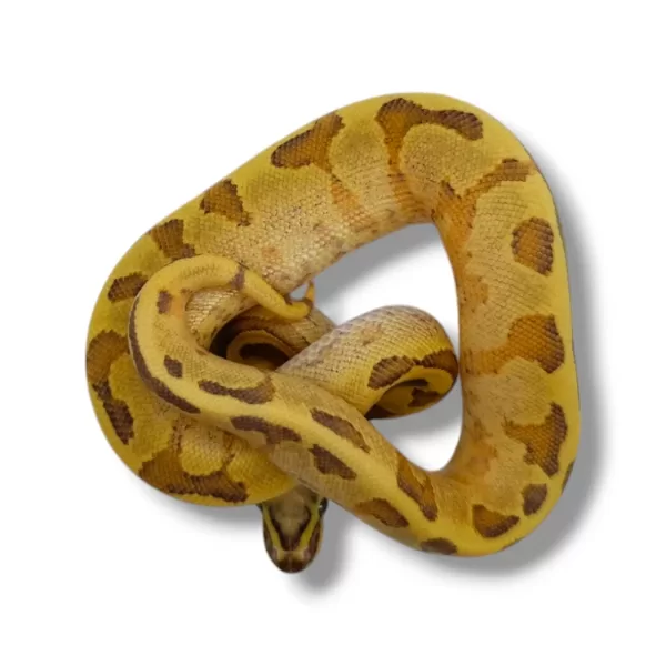 💙 1.0 Vanilla Cream Enchi Het Piebald (Enchi Fire Vanilla Het Piebald) ♂ #79