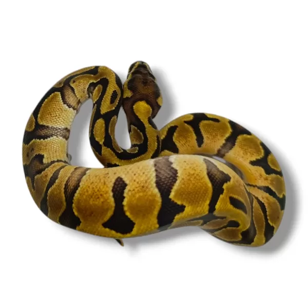 💙 1.0 Enchi Vanilla Het Piebald ♂ #80