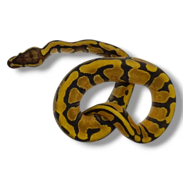 💙 1.0 Enchi Vanilla Het Piebald ♂ #81