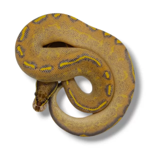 💗 0.1 Highway Banana Mojave (Banana Gravel Mojave Yellow Belly) ♀ #83