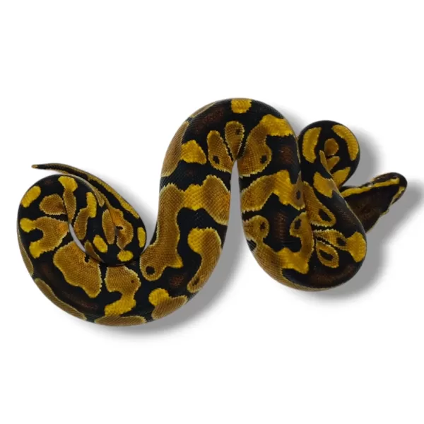 💙 1.0 Enchi 50% Het Clown Pos Paradox ♂ #93