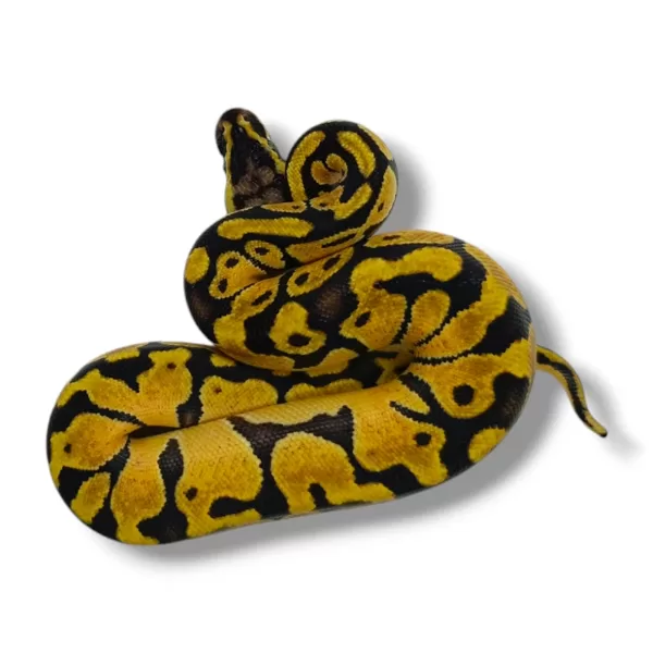 💗 0.1 Pastel 50% Het Clown Pos Paradox ♀ #94