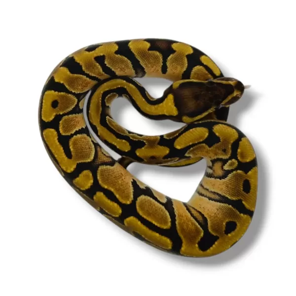 💗 0.1 Enchi Het Desert Ghost Het Piebald ♀ #99