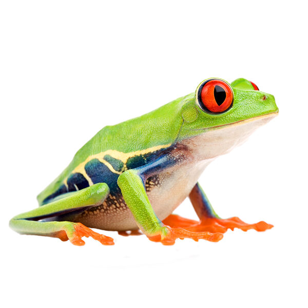 Agalychnis / Red-eyed tree frog