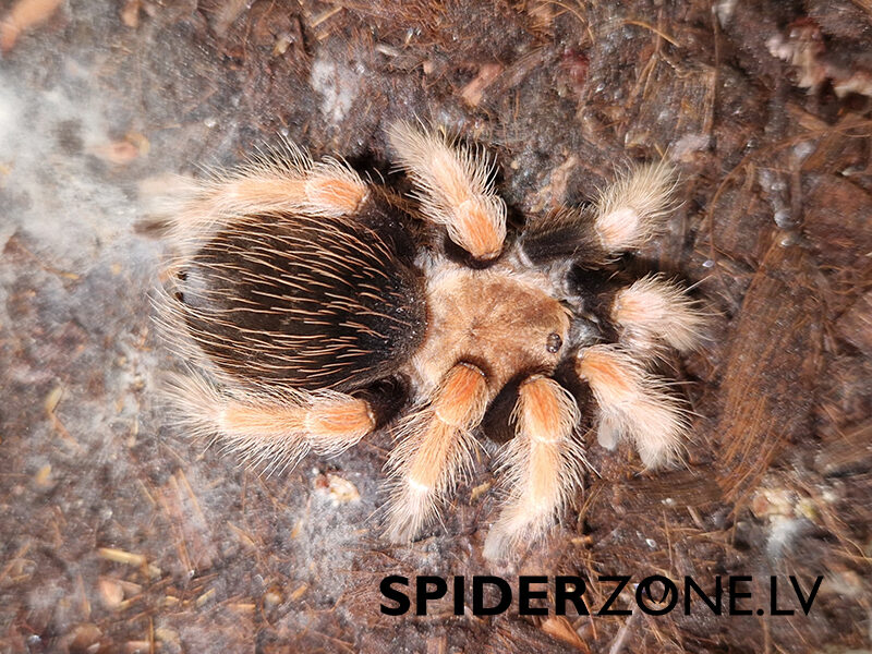 💗 Brachypelma boehmei mātīte (3cm)