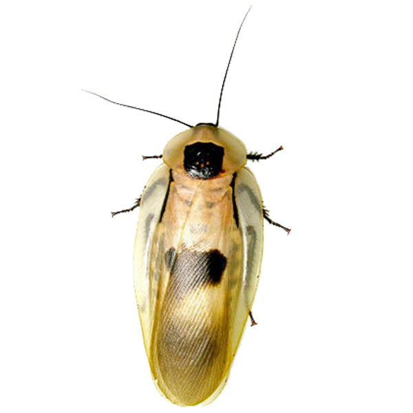 Deathhead roaches 1 cm - 3 cm (Blaberus craniifer) 5 PCS