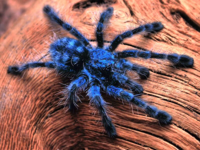 💛 Caribena versicolour zirneklēns (1.5cm)