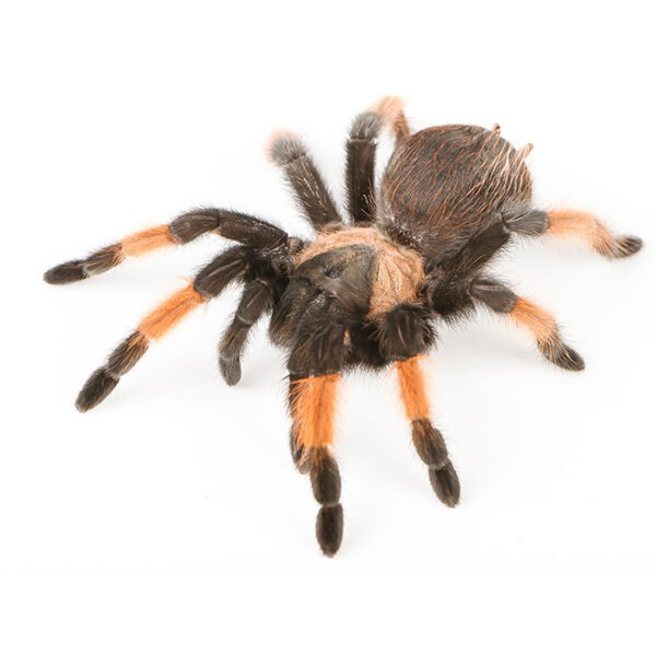 💙 Brachypelma emilia tēviņš (5cm)