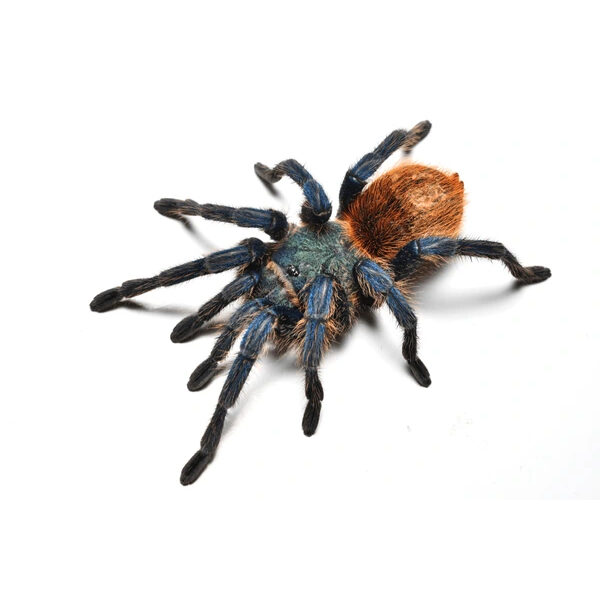 💗 Chromatopelma cyaneopubescens mātīte (5cm)