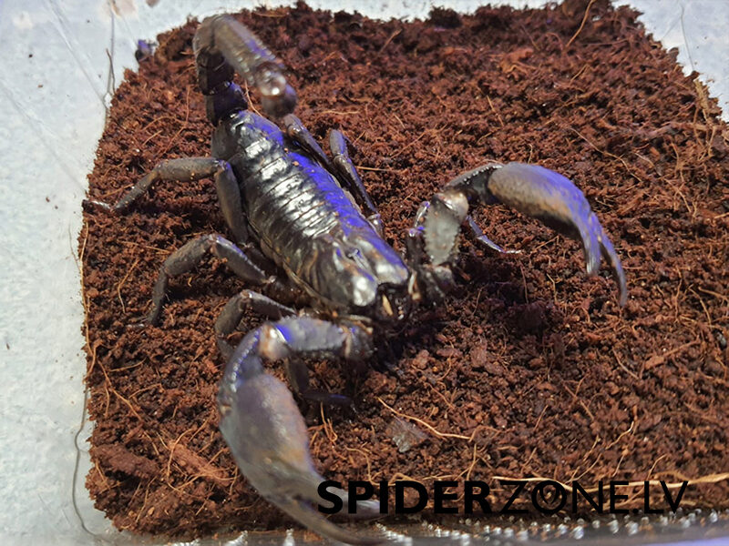 Heterometrus cyaneus (6cm)